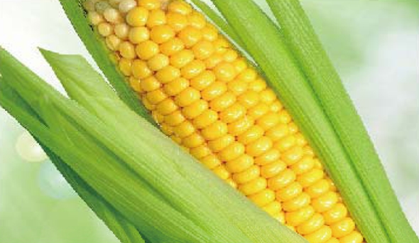 陶瓷膜應(yīng)用：生物、醫(yī)藥行業(yè)